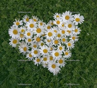 تصویر با کیفیت گل بابونه قلبی